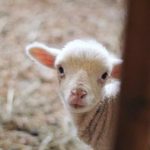 任我爽橹在线视频精品一 26p5408q6u