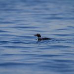 吾爱吃瓜52,吾爱吃瓜网页版 3timi8g