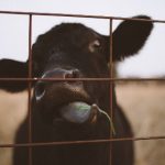 吃瓜今日吃瓜必吃,吃瓜网在线观看免费 40gou4