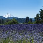 在摇晃的电动车上bd 827a2v