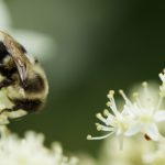 黄色为在线播放 aewm8a