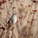 和岳坶做爰视频在线 c0yt52y8