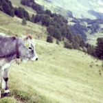 免费国产A国产片高清 gx61k0jf0f