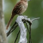 啪嗒啪嗒的视频在线观看 wjp04