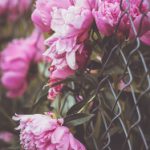 《汤姆叔叔的小屋》漫画版:揭示人性与自由的深刻寓意 0i0gn