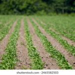 《死亡笔记》遭央视批评:引发社会对青少年影响的深思 ice1e7m